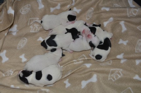 C-WUFF ...und noch ein "Test-Bild" (zum Üben)...